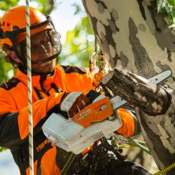 Stihl Battery Chainsaw MSA 161 T climbing saw