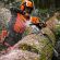 Stihl MS 500i in action