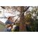 Stihl HTA 50 Battery Pole Pruner - Skin Only
